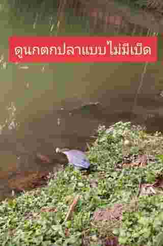 นกจับปลา