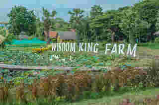 Wisdom King Farm