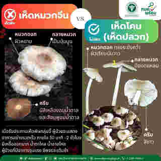 เห็ดหมวกจีน
