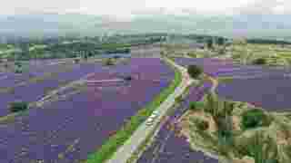 ทุ่งลาเวนเดอร์