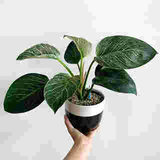 Philodendron Birkin