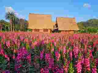 Hokkaido Flower Park Khaoyai สวนดอกไม้