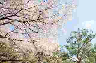 Ansan Cherry Blossom Walkway,