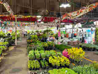 ร้ายขายต้นไม้ใหญ่ ตลาดต้นไม้สวนจตุจักร