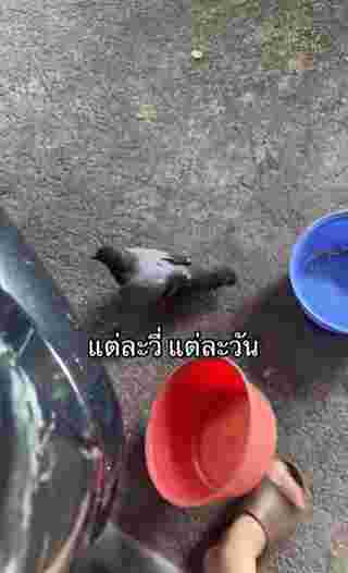 กะละมัง