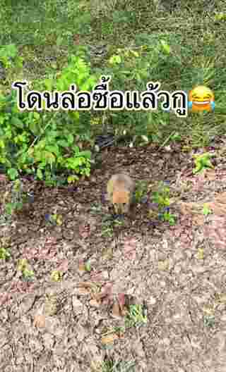 ลูกหมา