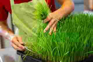 Wheat grass