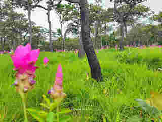 ทุ่งดอกกระเจียว 2568 อุทยานแห่งชาติป่าหินงาม 