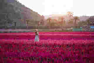 Hokkaido Flower Park Khaoyai จังหวัดนครราชสีมา