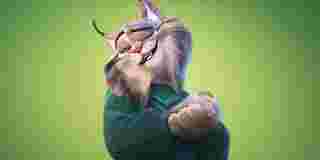 Zootopia 2