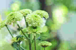 ดอกไม้สีเขียว