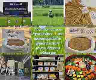 ข้าวจาปอนิกา (Japonica) 