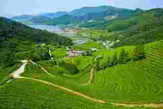 ไร่ชาเขียวโบซอง (Boseong Green Tea Plantation) จังหวัดชอลลาใต้