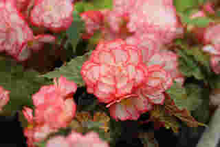 Tuberous Begonia