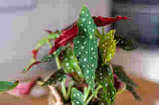 Polka Dot Begonia