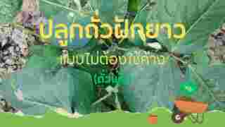วิธีปลูกถั่วฝักยาว หรือถั่วพุ่ม 
