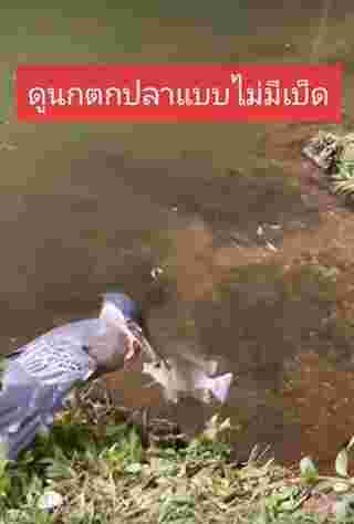 นกจับปลา