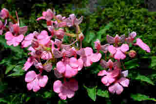 ดอกลิ้นมังกรสีชมพู