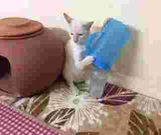 ทำงานบ้าน