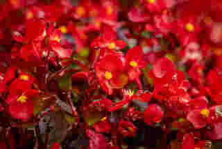 Bedding Begonia