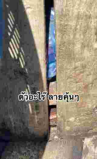 งูเข้าบ้าน
