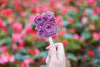 ไอศกรีมดอกไม้ระบายดอย เทศกาลสีสันแห่งดอยตุง ครั้งที่ 10