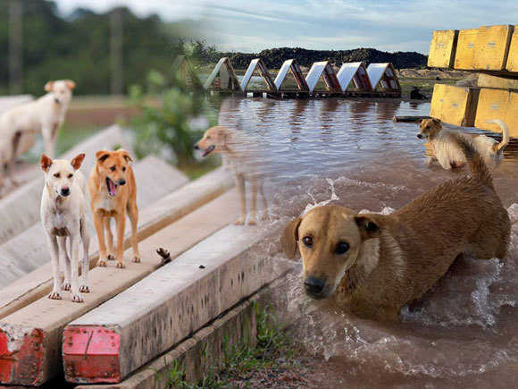 ข่าวสัตว์เลี้ยง แมว หมา สัตว์เลี้ยงอื่นๆ