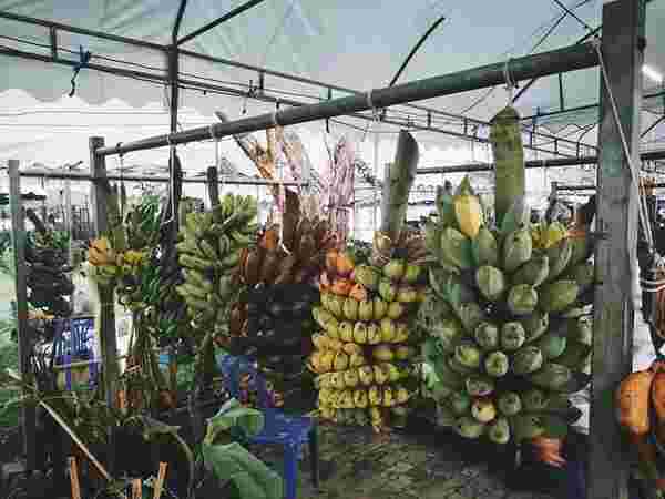 งานมหกรรมเกษตรปลอดภัยและกล้วยไม้งามอร่าม