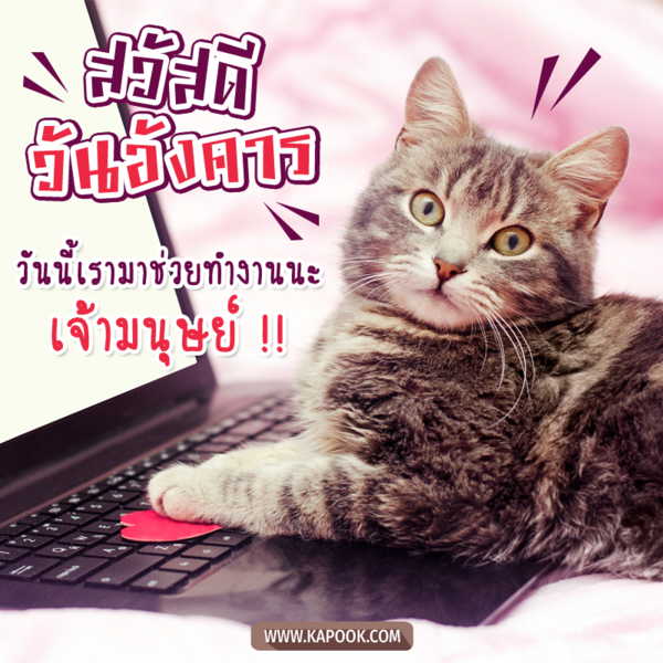 สวัสดีวันอังคาร วันนี้เรามาช่วยทำงานนะ เจ้ามนุษย์ !!