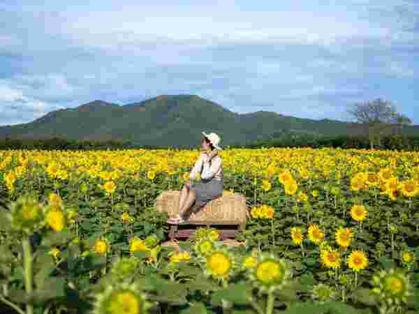 ทุ่งทานตะวันไร่วิชาญ จ.ลพบุรี