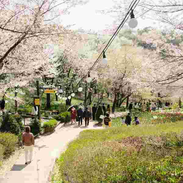 Ansan Cherry Blossom Walkway,