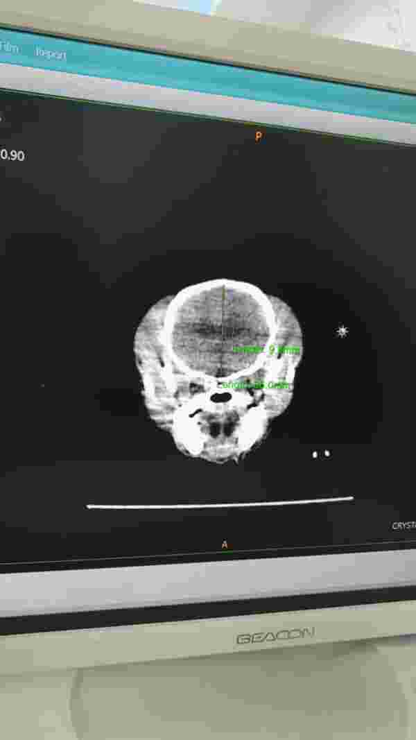 รีวิวทำ CT Scan สุนัข