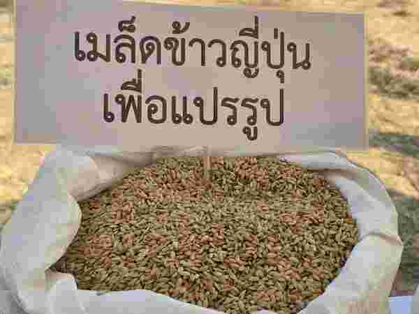 ข้าวจาปอนิกา (Japonica) 