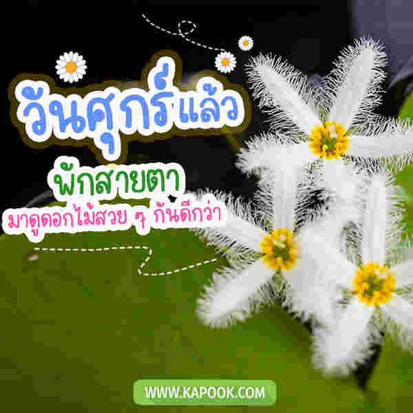 วันศุกร์แล้ว พักสายตา มาดูดอกไม้สวย ๆ กันดีกว่า