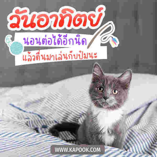 รูปสวัสดีวันอาทิตย์ นอนต่อได้อีกนิด แล้วตื่นมาเล่นกับป๋มนะ