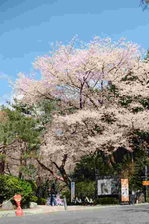 Ansan Cherry Blossom Walkway,