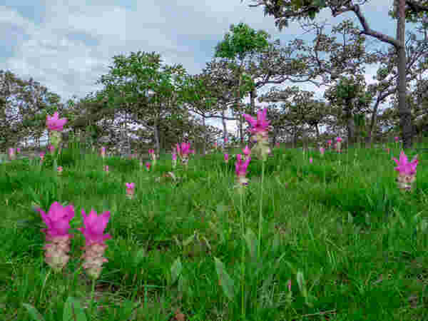 อุทยานแห่งชาติป่าหินงาม  
