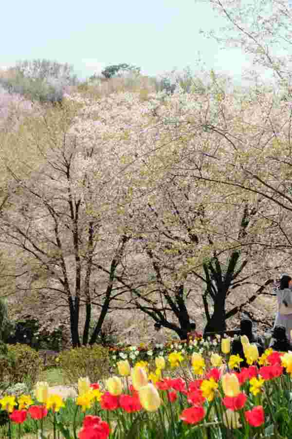 Ansan Cherry Blossom Walkway,