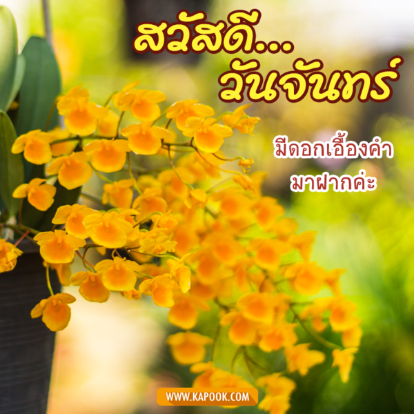 รูปสวัสดีวันจันทร์ มีดอกเอื้องคำมาฝากค่ะ
