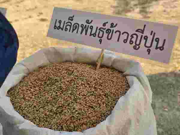 ข้าวจาปอนิกา (Japonica) 