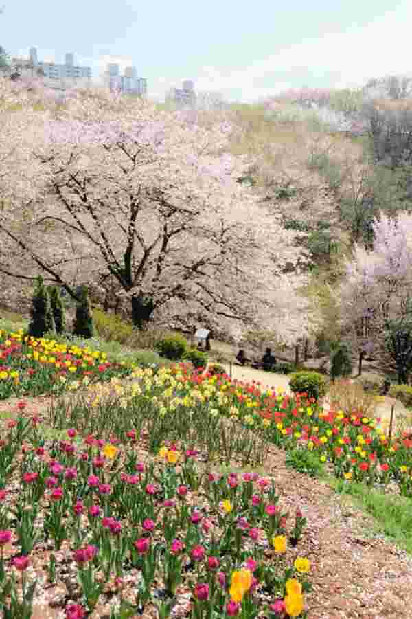 Ansan Cherry Blossom Walkway,