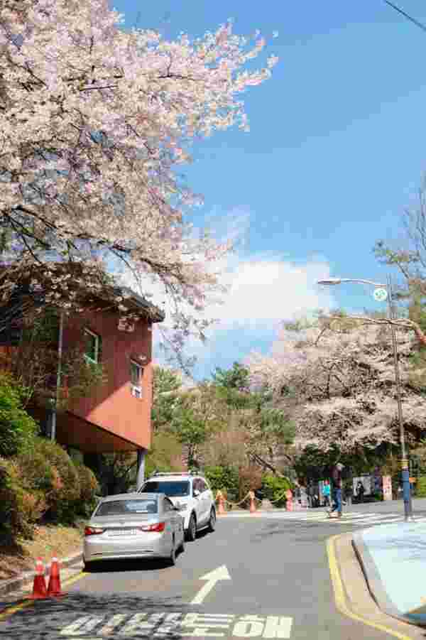 Ansan Cherry Blossom Walkway,