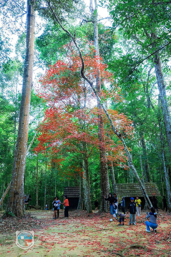 เมเปิล อุทยานแห่งชาติภูหินร่องกล้า 2568 บานหรือยัง