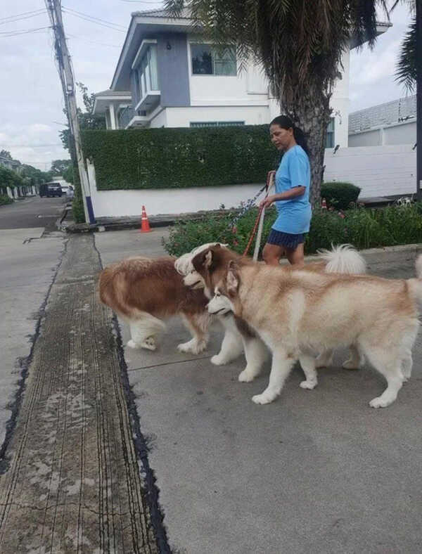 สุนารี พาหมาไปเดินเล่น แต่เจอแซะอวดรวย