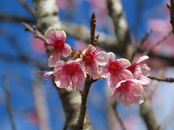 ดอกนางพญาเสือโคร่ง