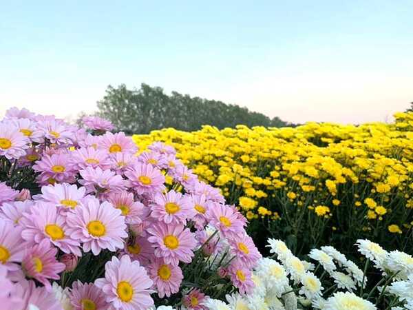 สวนดอกไม้พ่อหลวงชัชร์ เชียงใหม่