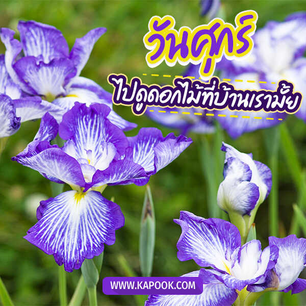 สวัสดีวันศุกร์