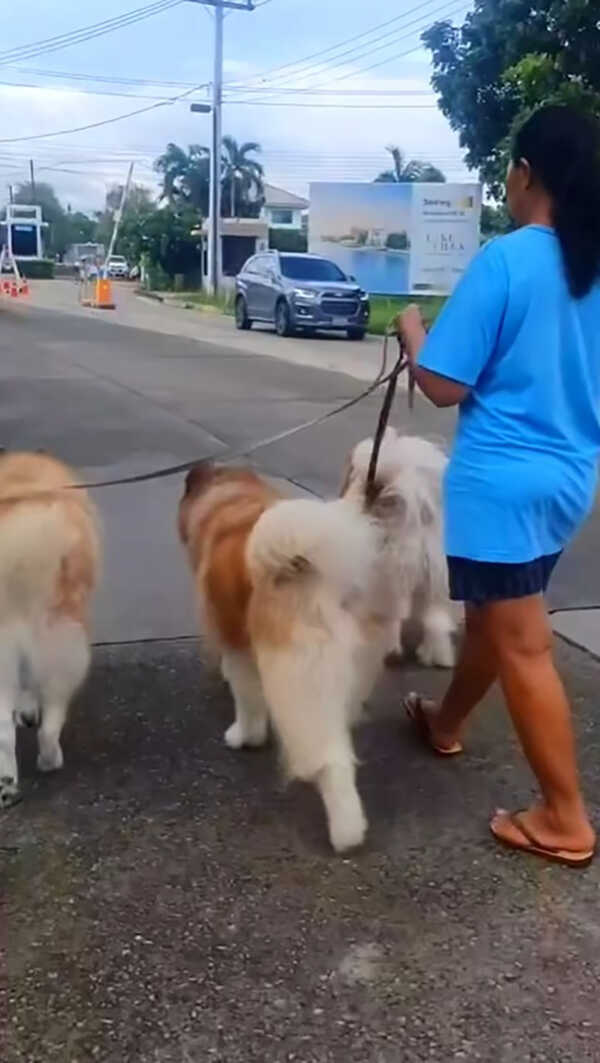 สุนารี พาหมาไปเดินเล่น แต่เจอแซะอวดรวย