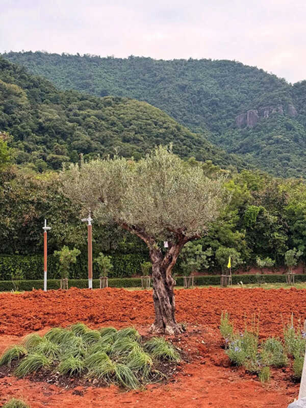 บ้านญาญ่า เขาใหญ่