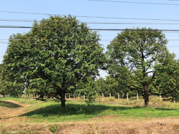 พาชมสวนทุเรียน